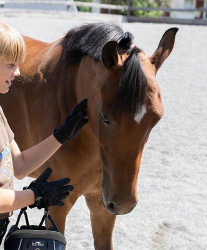 Una ragazza e un cavallo