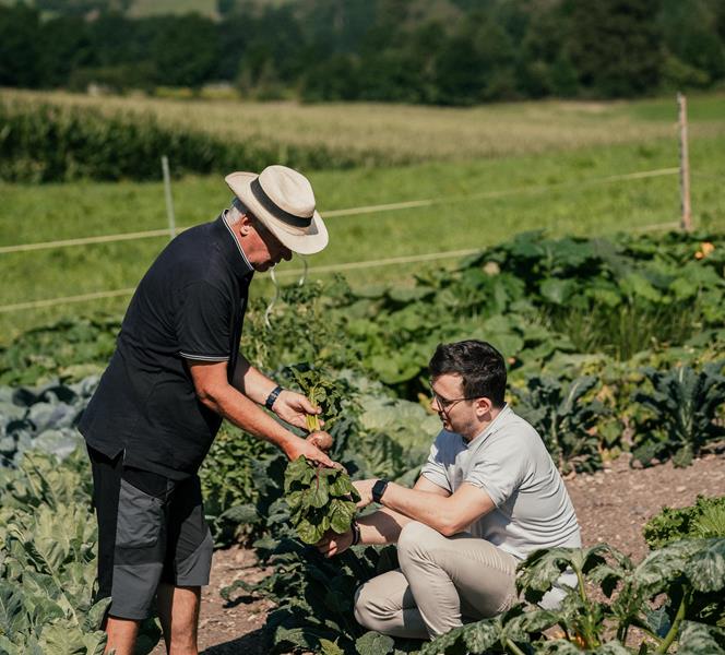 Harvesting the vegetables